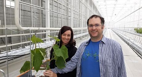 Eerste komkommer planten geplant bij Serres Toundra, Canada